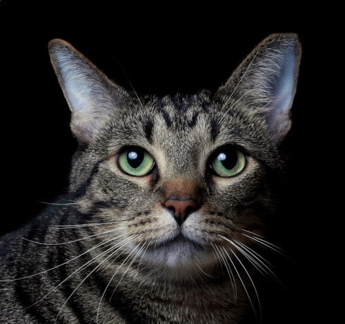 My Profile Image (A Cat)